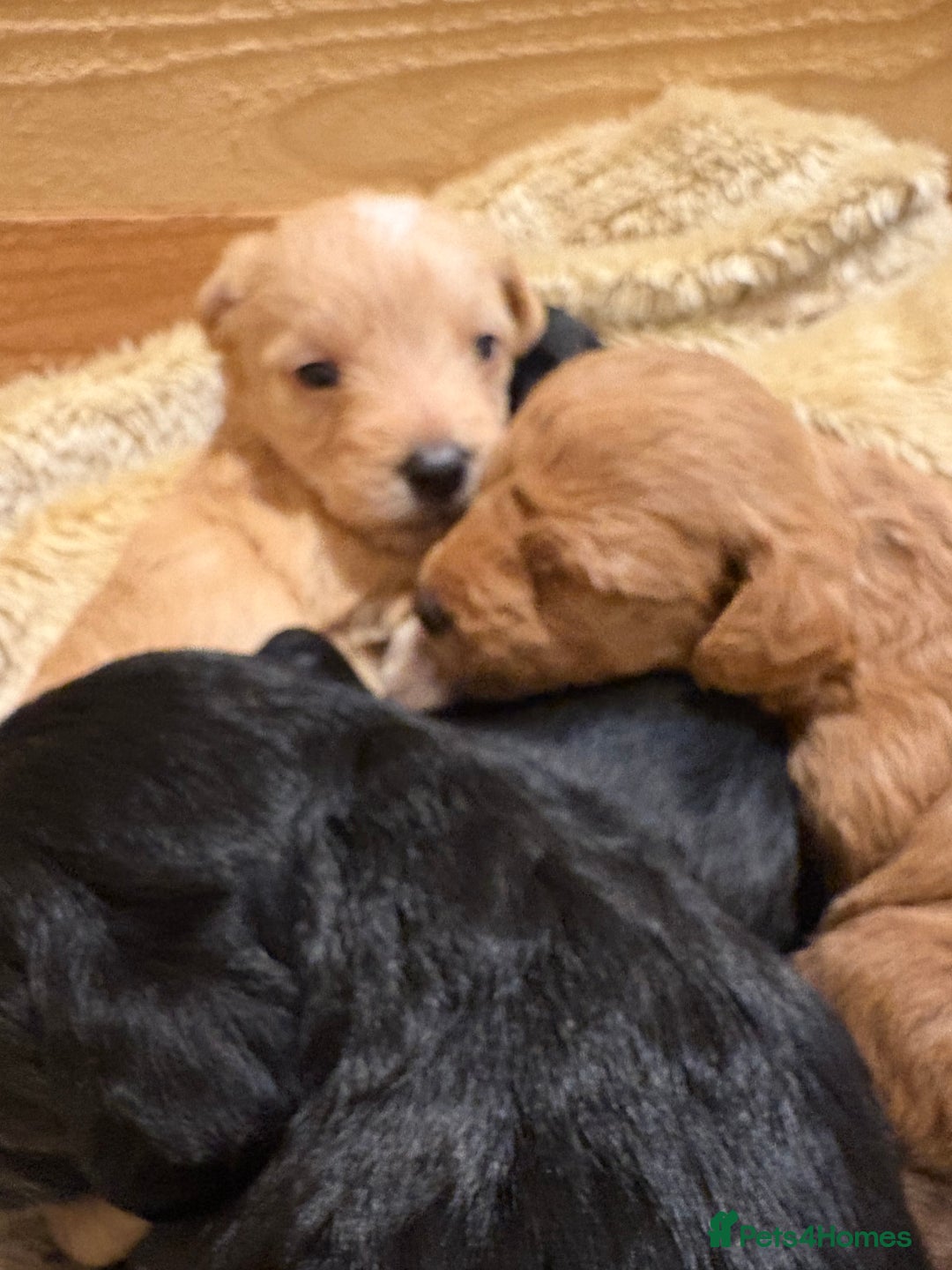 Mixed Breed dogs for sale: Poodle / bichon frise X puppies  - Image 3