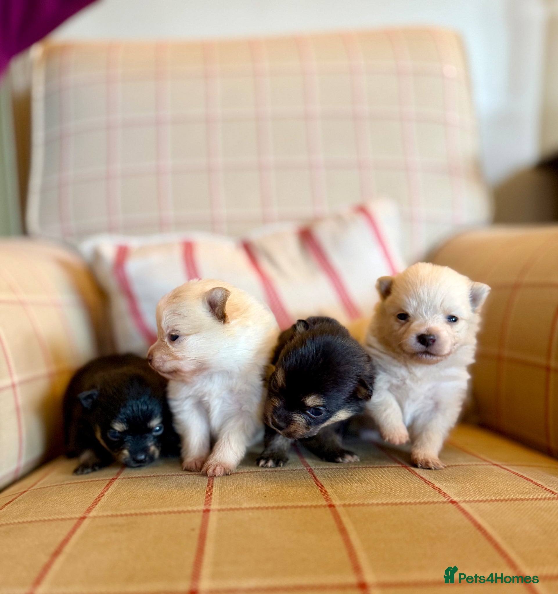 Pomeranian dogs Tiny teddy bear poms!  - Advert 1