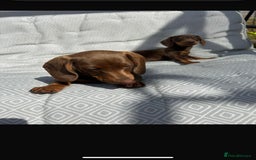 Miniature Dachshund dogs for sale: Mini dachshund puppies for sale !!!  - Image 1