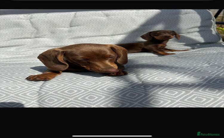 Miniature Dachshund dogs - Advert 4