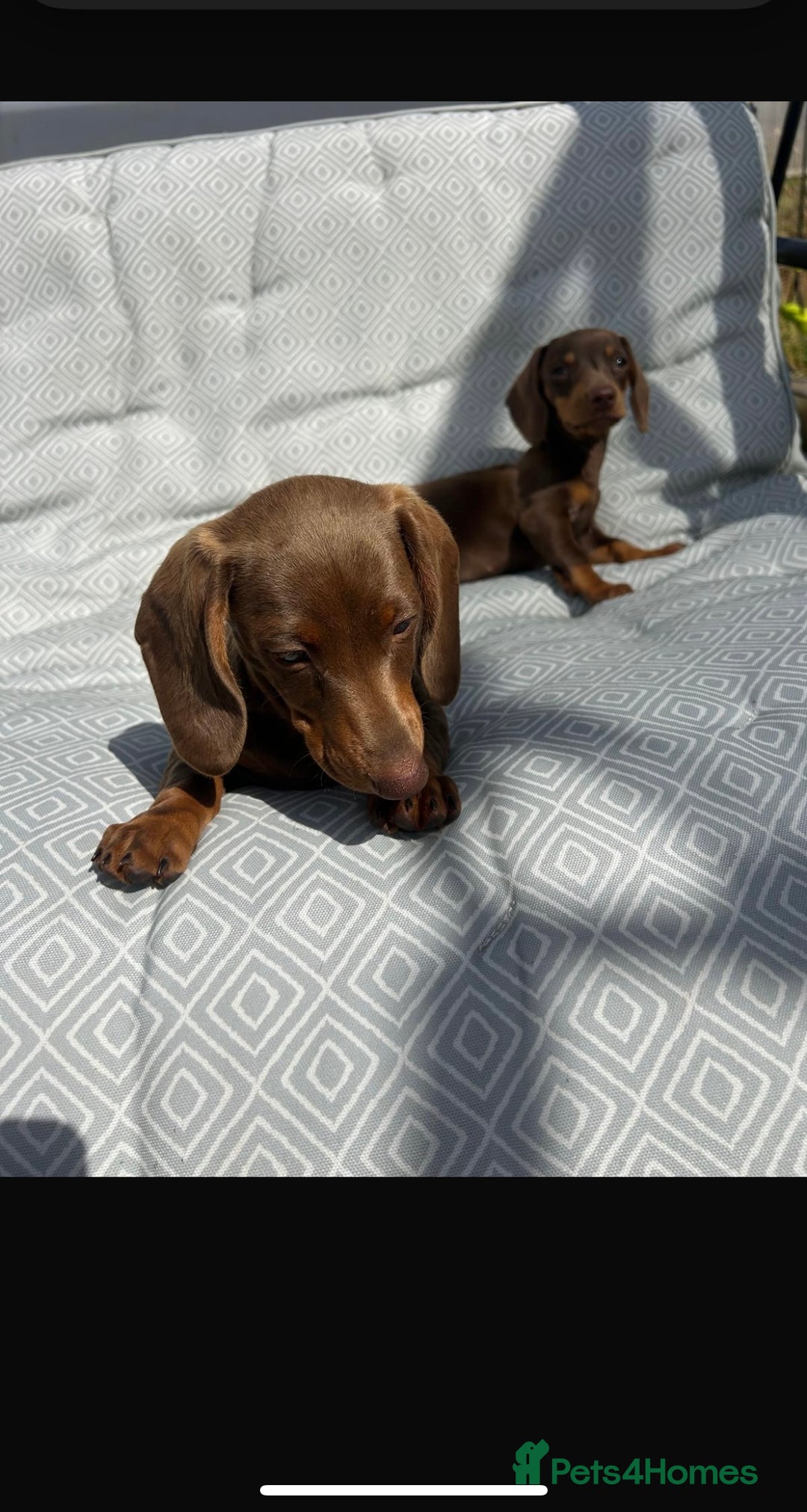 Miniature Dachshund dogs for sale: Mini dachshund puppies for sale !!!  - Image 1