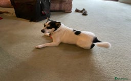 Mixed Breed dogs for adoption: Gorgeous Dylan needs a home! - Image 7