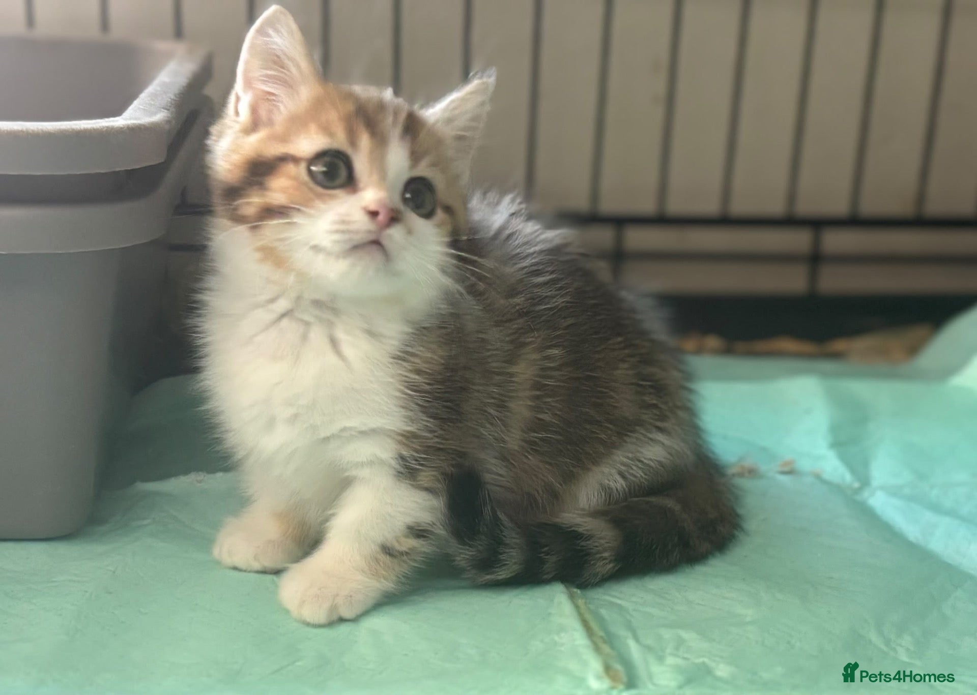 Munchkin cats Full Pedigree Munchkin Kittens - Advert 11