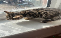 Bengal cats for sale: Bengal kittens - Image 14