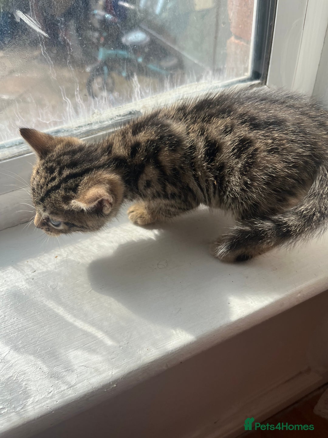Bengal cats for sale: Bengal kittens - Image 14