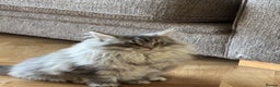 Maine Coon cats for sale: Maine Coon kittens Ready Now just the girl left  - Advert 3