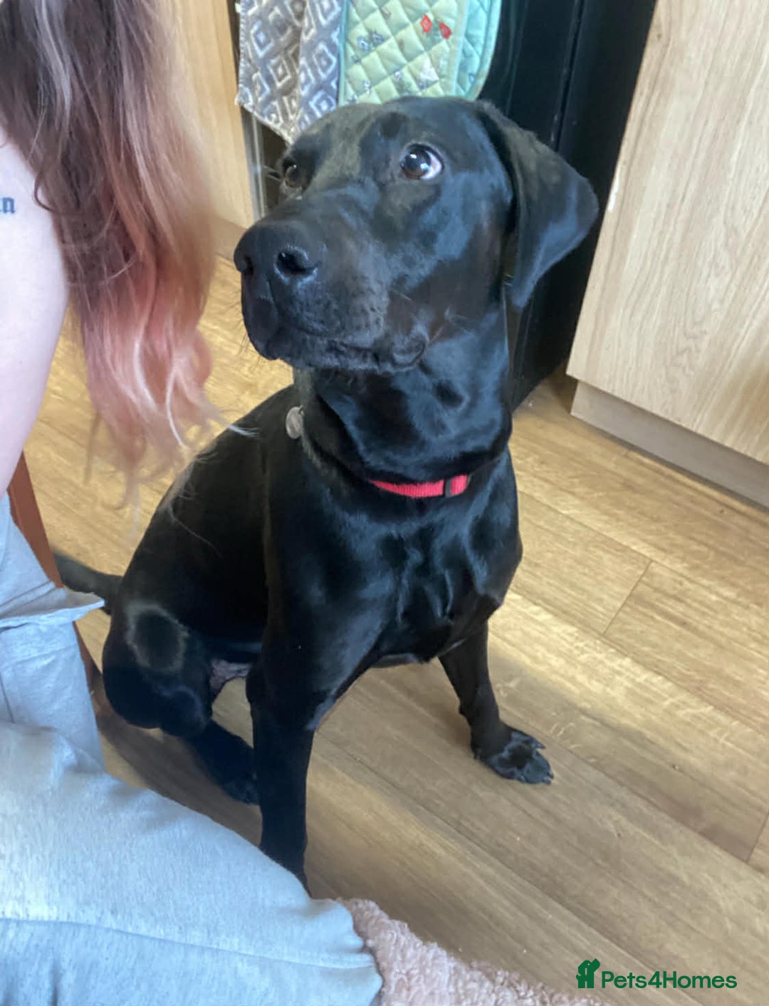 Mixed Breed dogs for sale: Lab X Dobermann for sale  - Advert 2