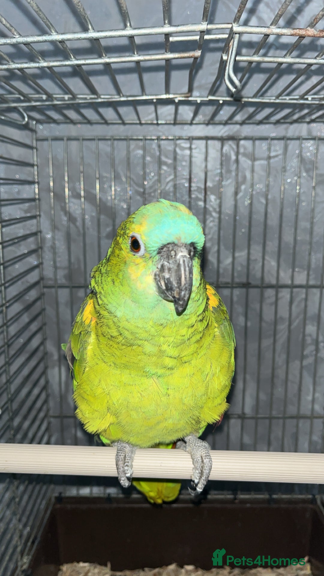 Parrots birds for sale: TAME AND TALKING FEMALE BLUE FRONT AMAZON WITH DNA - Advert 4