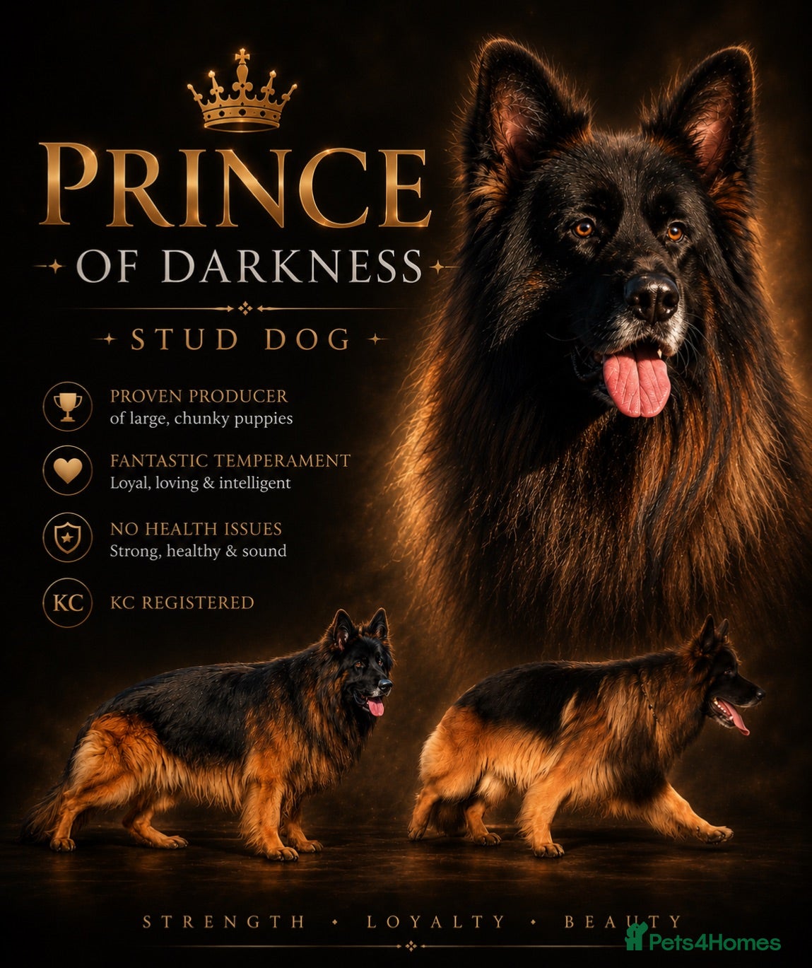German Shepherd dogs BIG BONDED LONG HAIRED GERMAN SHEPHERD STUD - Advert 14