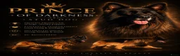 German Shepherd dogs for stud: BIG BONDED LONG HAIRED GERMAN SHEPHERD STUD - Advert 1