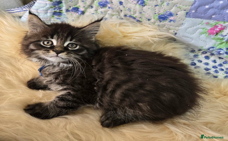 Maine Coon cats - Advert 6