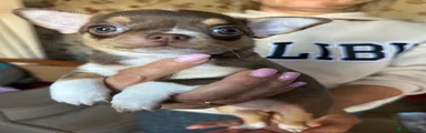 Chihuahua 4