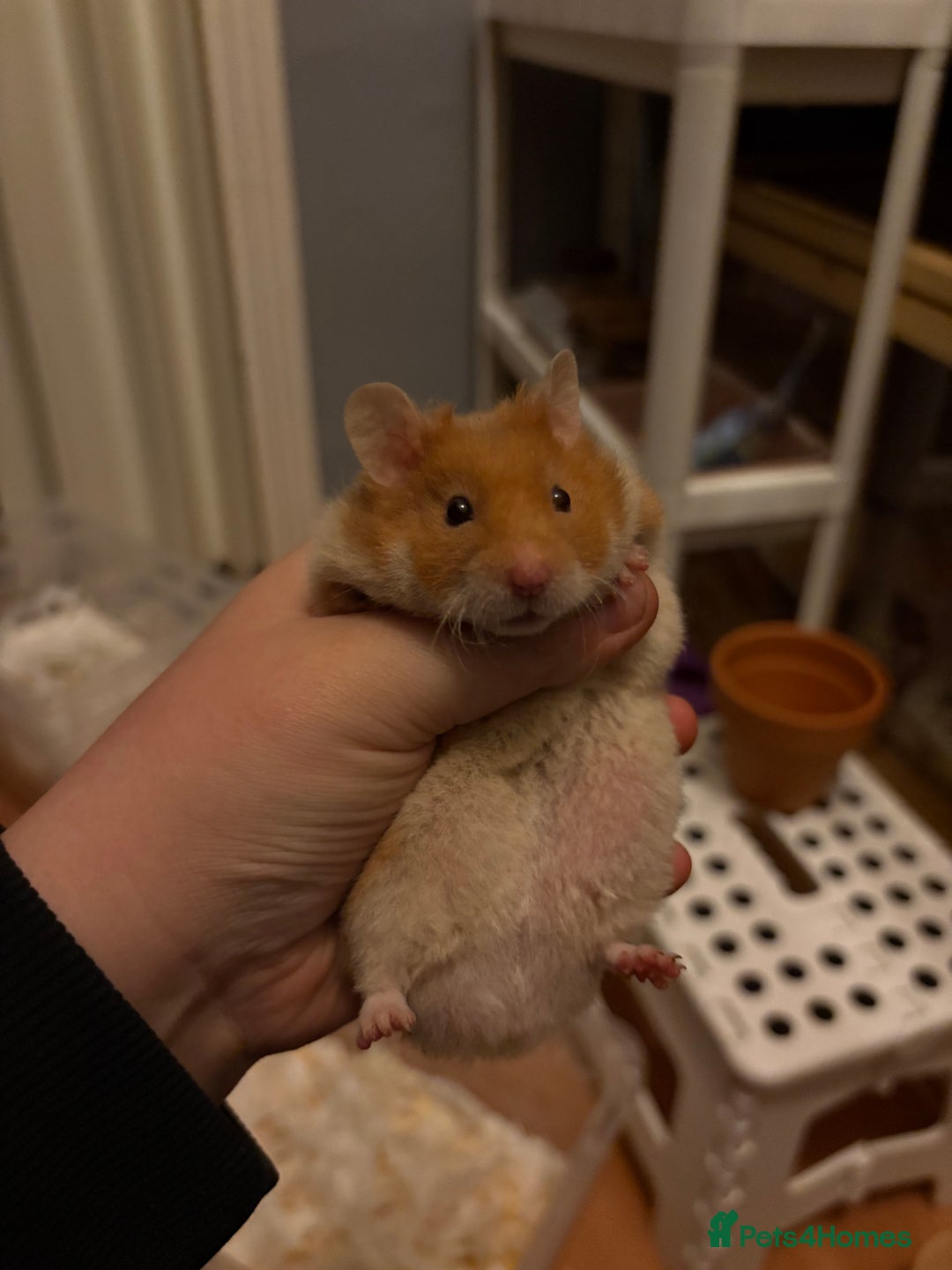 Hamster rodents for sale: Pedigree Syrian hamster waiting list🐹 - Advert 13