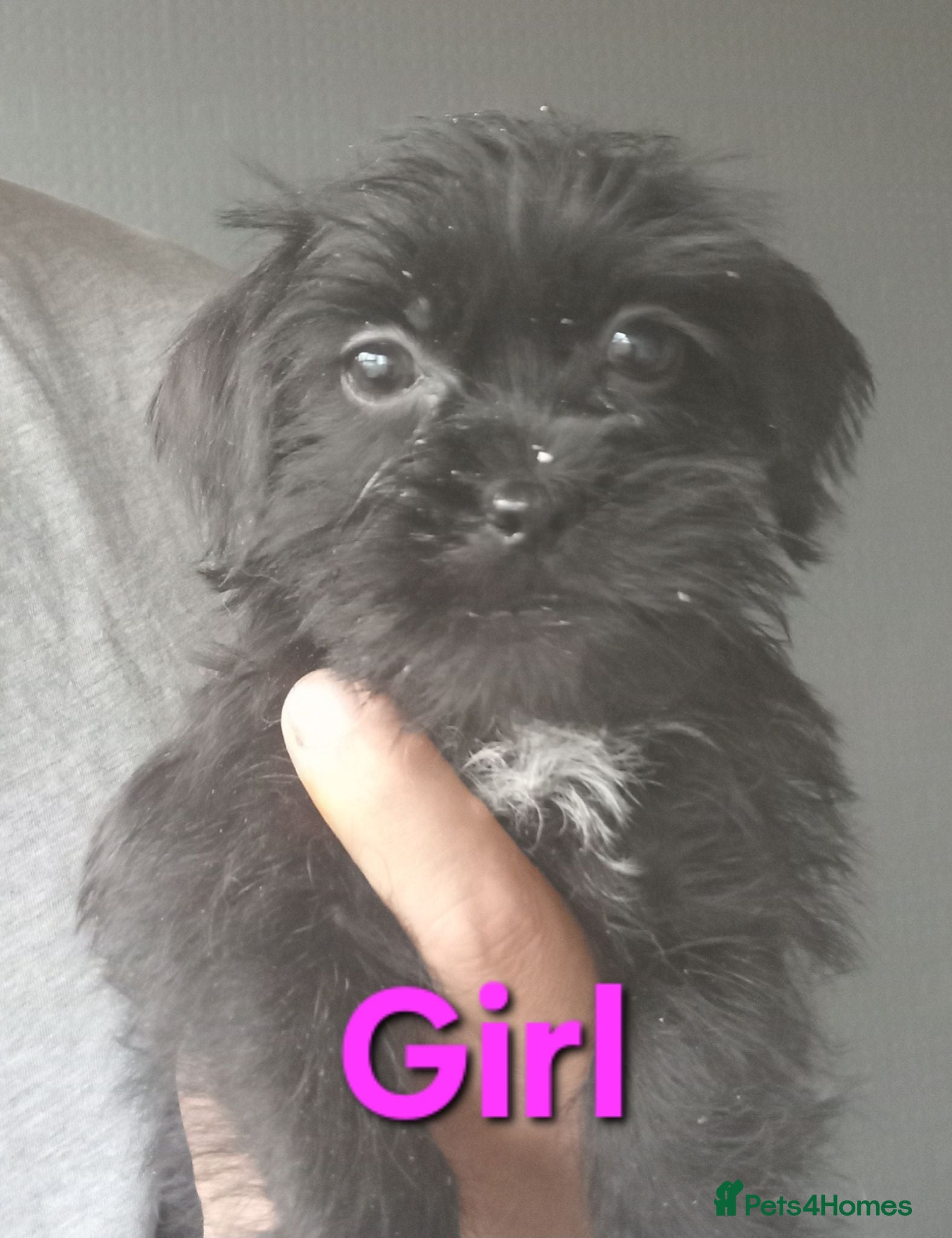Shihpoo dogs Only 1 boy 3 girls left act now stop waiting  - Advert 1