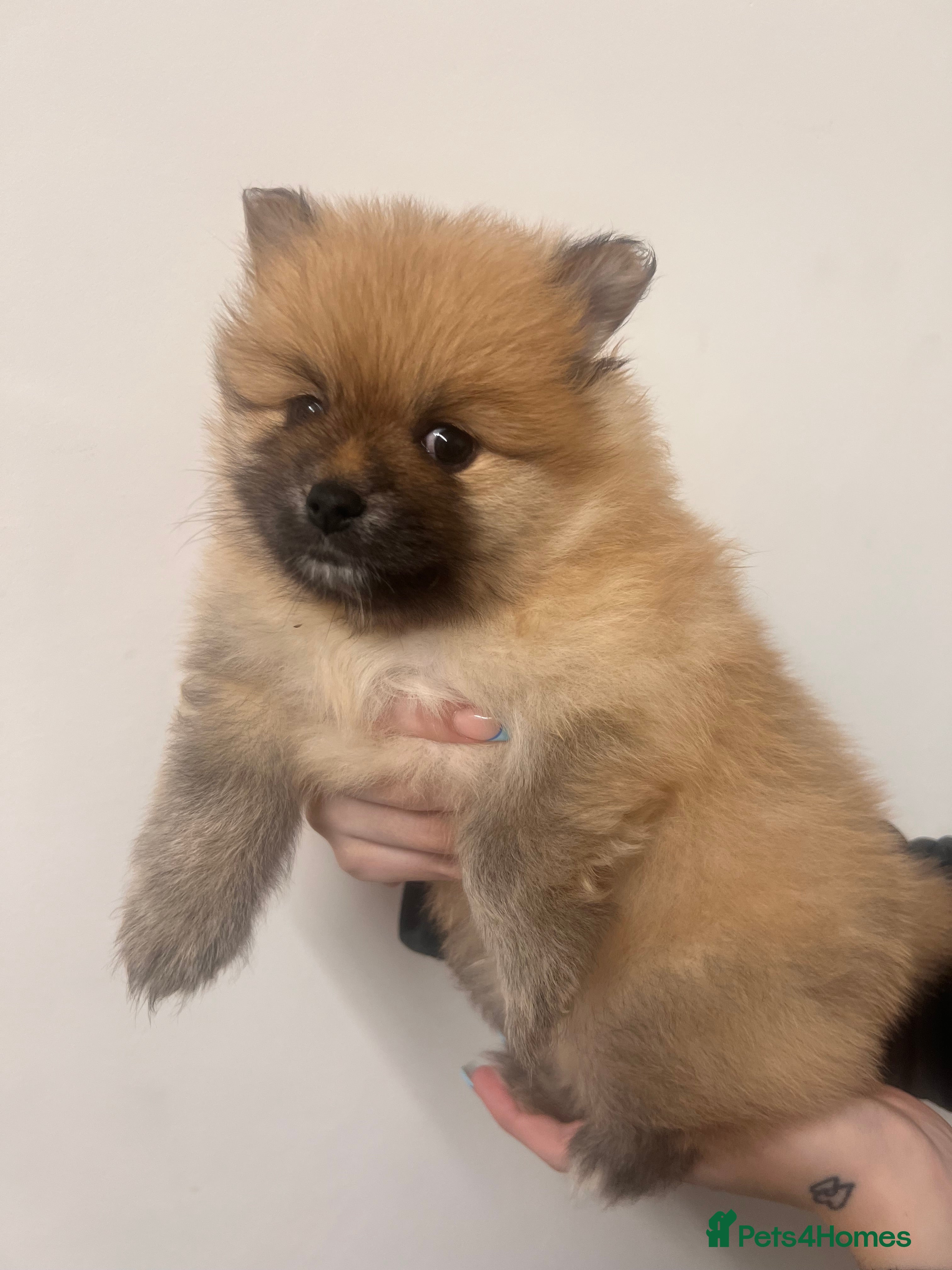 Pomeranian dogs READY 23RD December Pomeranian Puppy’s  - Advert 17