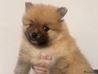 Pomeranian dogs READY 23RD December Pomeranian Puppy’s - Advert 16