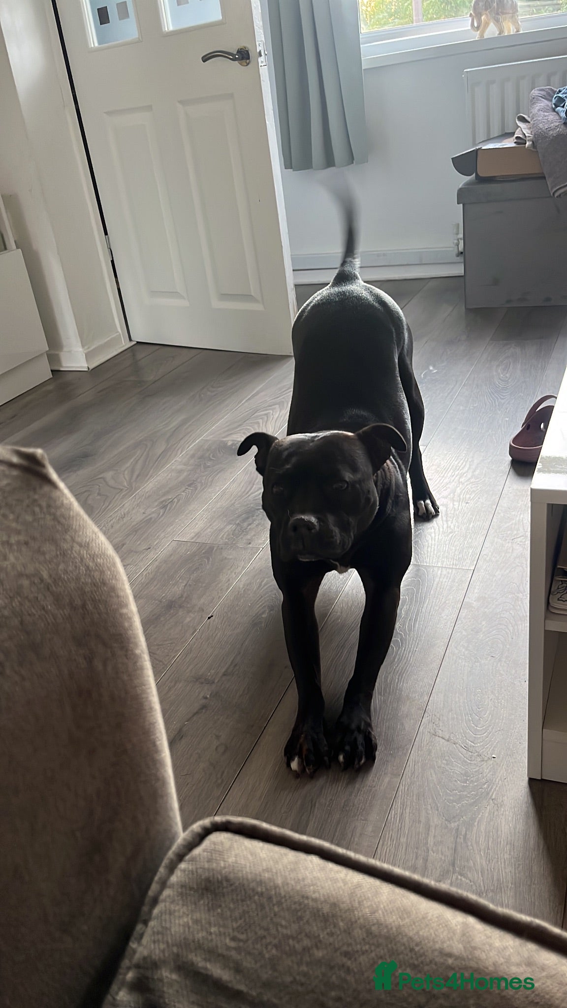 Staffordshire Bull Terrier dogs Kyla nearly 7 years old  - Advert 5