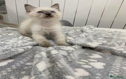 Ragdoll cats for sale: Ragdoll kittens ready now  - Image 4