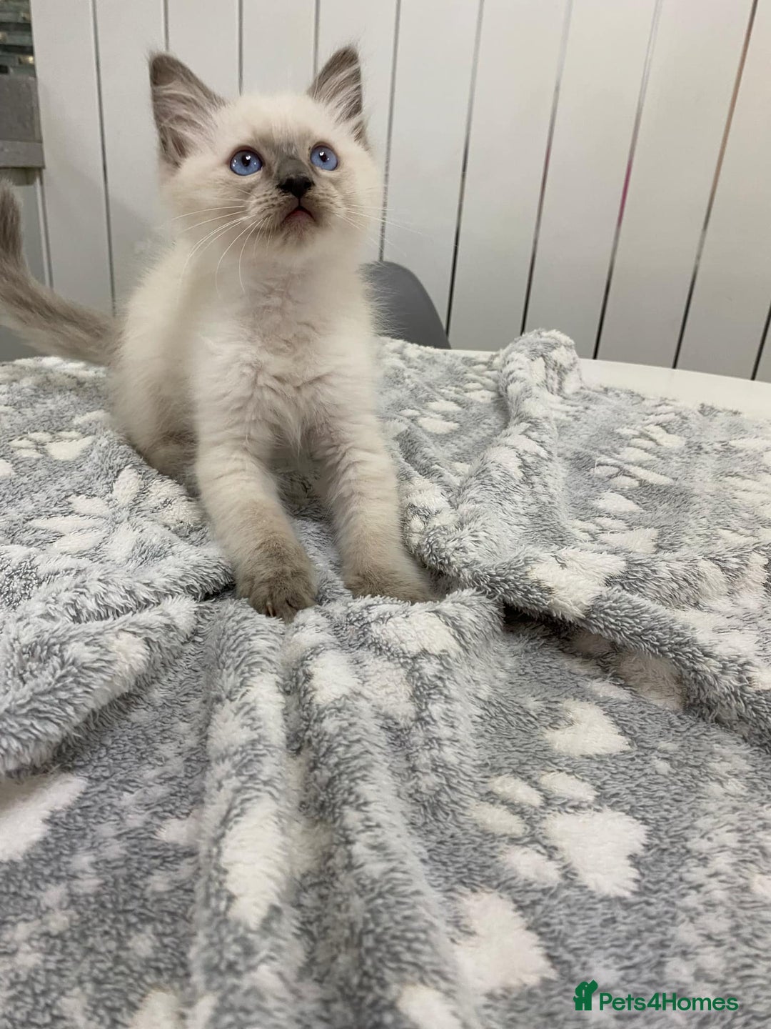 Ragdoll cats for sale: Ragdoll kittens ready now  - Image 4