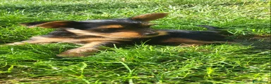 Yorkshire Terrier 1