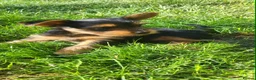 Yorkshire Terrier dogs for sale: Very cute Yorkshire terrier puppies in Ilford - Advert 12