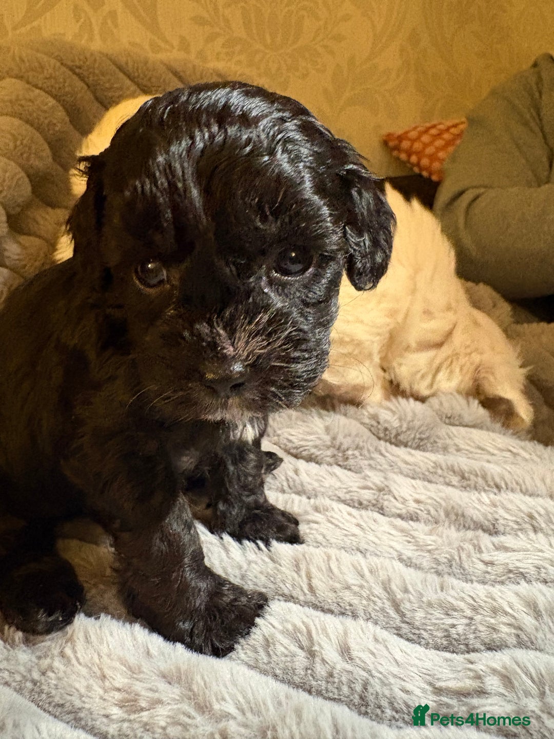 Shihpoo dogs for sale: Shihpoos for sale   - Advert 11