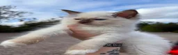 Ragdoll cats for sale: READY NOW GCCF chocolate mitted male - Advert 3