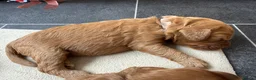 Cavapoochon dogs for sale: Last one - Mr Green looking for his forever family - Advert 38