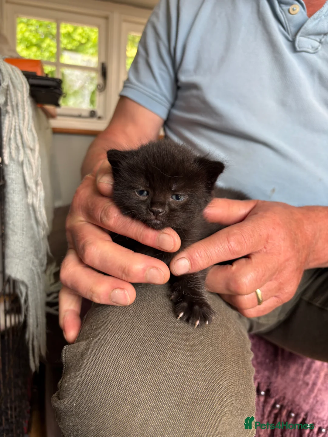 Mixed Breed cats for sale: Gorgeous kittens - Advert 2