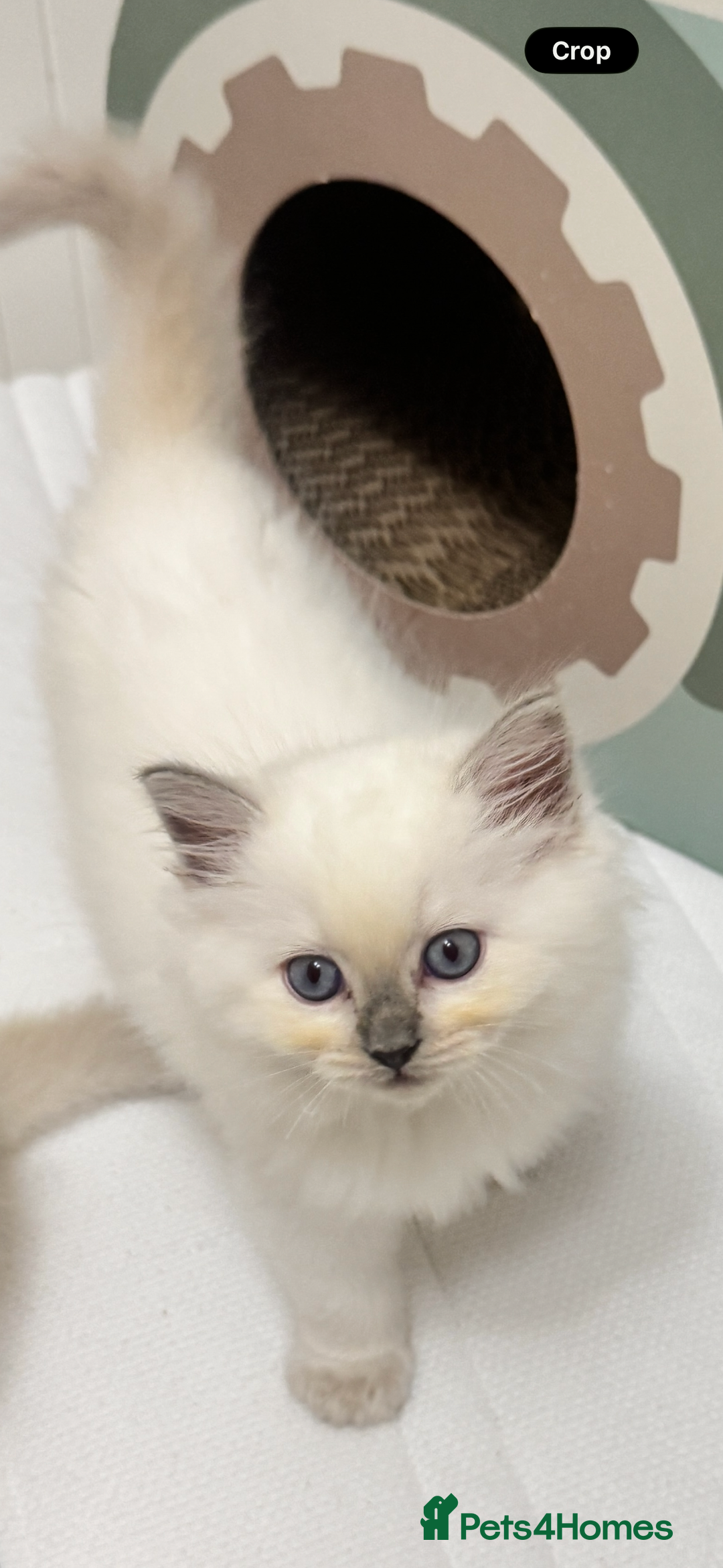 Ragdoll cats for sale: GCCF reg , Rare and milky white Lilac kittens  - Advert 8