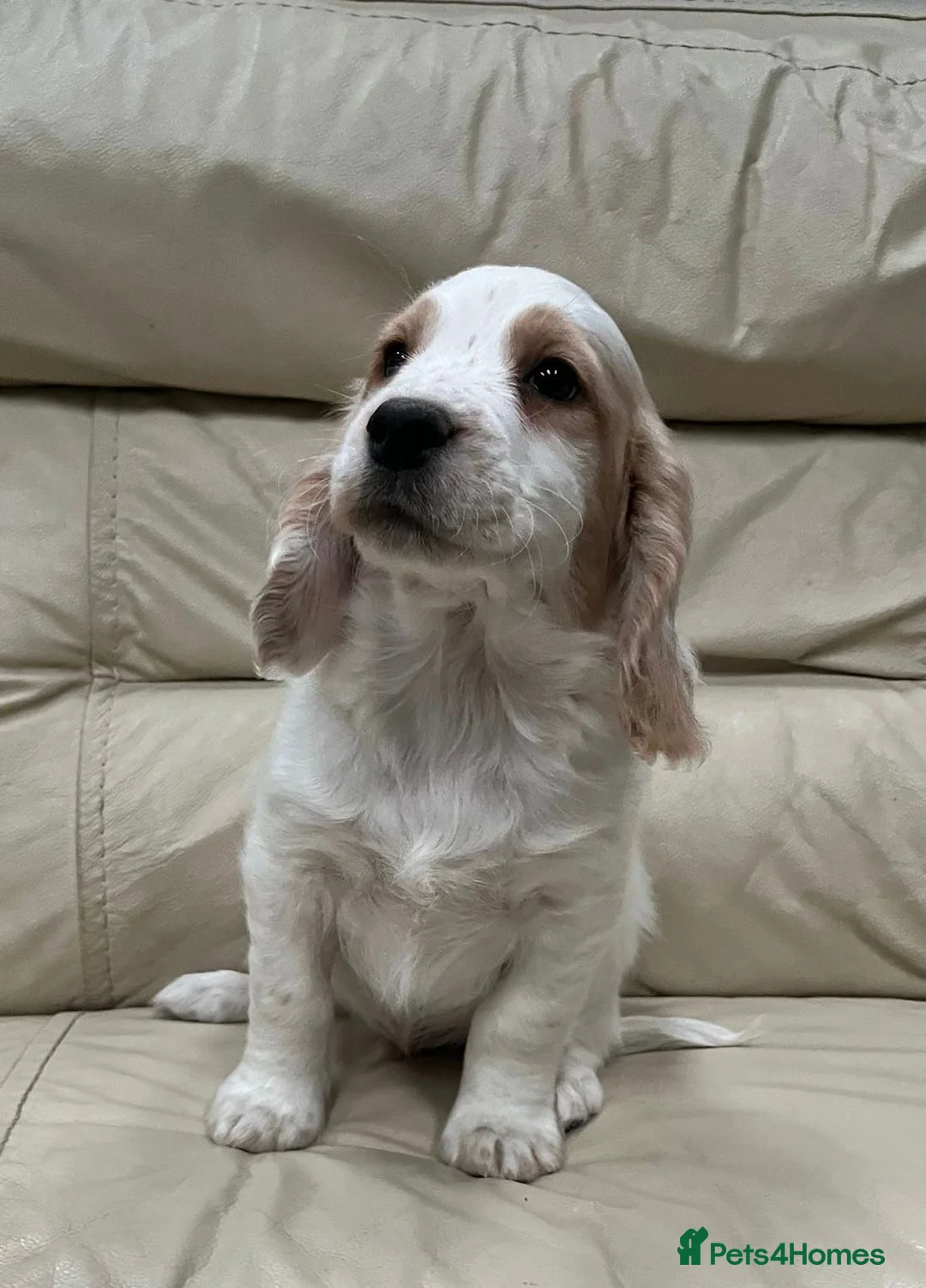 Cocker Spaniel dogs for sale: Working cocker spaniels  in Rochester - Advert 1