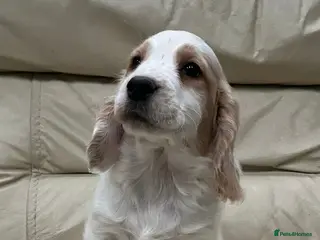 Cocker Spaniel dogs Working cocker spaniels - Advert 1