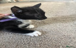 Mixed Breed cats for sale: Female kitten ready from Sunday  - Image 2
