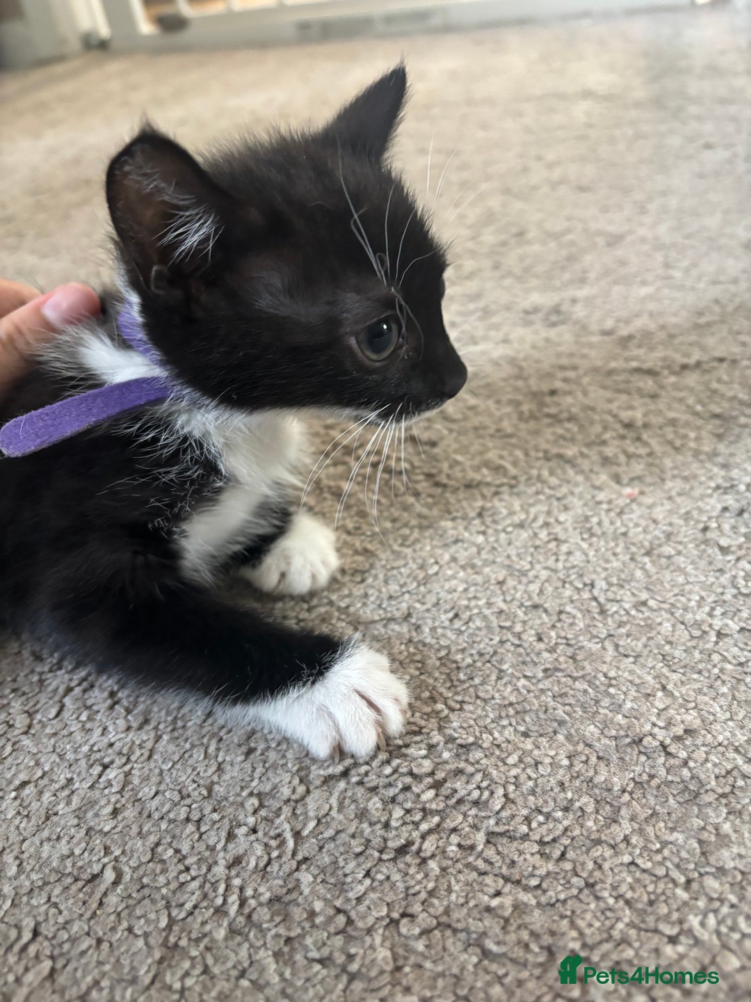 Mixed Breed cats for sale: Female kitten ready from Sunday  - Image 2