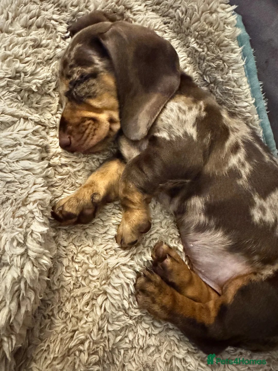 Miniature Dachshund dogs for sale: Beautiful Chocolate Dapple Boy  - Advert 2