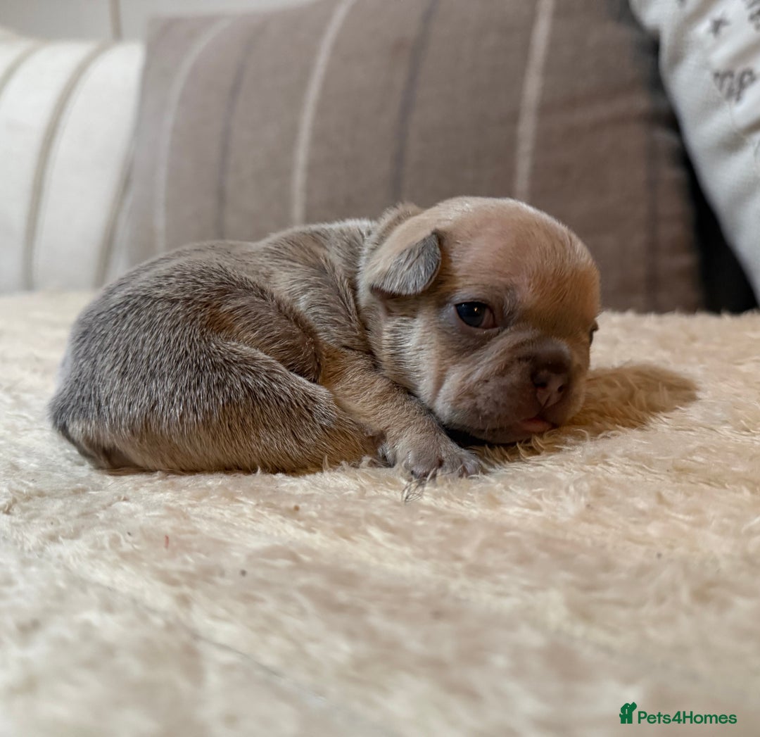 French Bulldog dogs for sale: French bulldog puppies - Advert 25