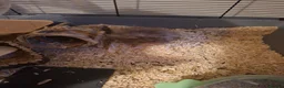 Hamster rodents for sale: 2 x male syrian hamsters approx 6 months old - Advert 7