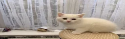 Persian cats for sale: Ready now persian x white girls - Advert 15