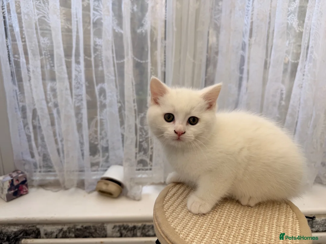 Persian cats for sale: Ready now persian x white girls - Advert 15