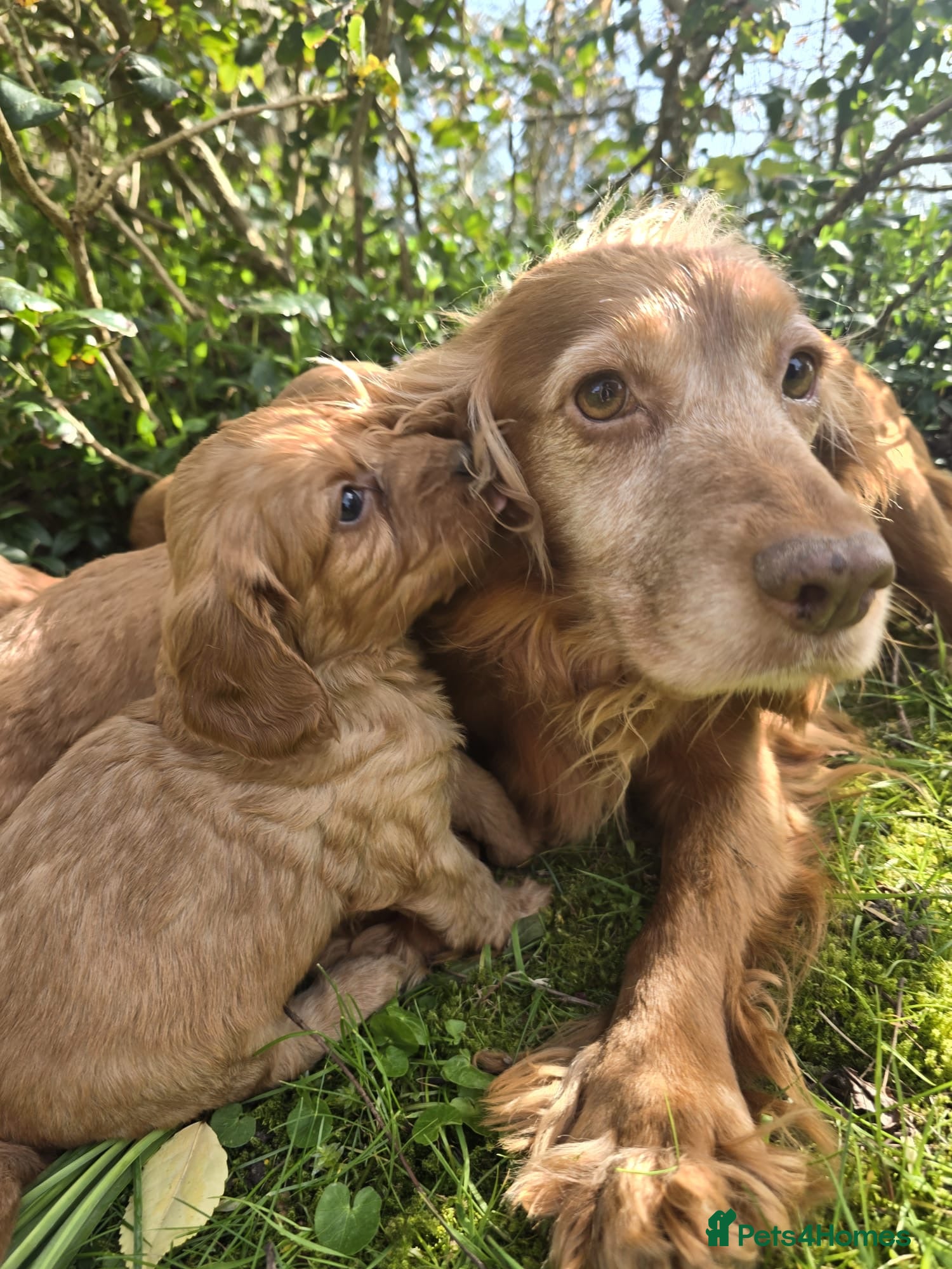 Cockapoo dogs Cockapoo puppies  - Advert 3