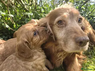 Cockapoo dogs Cockapoo puppies - Advert 3