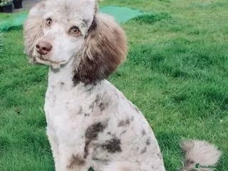 Miniature Poodle dogs Chocolate Merle mini poodle in Durham - Advert 19