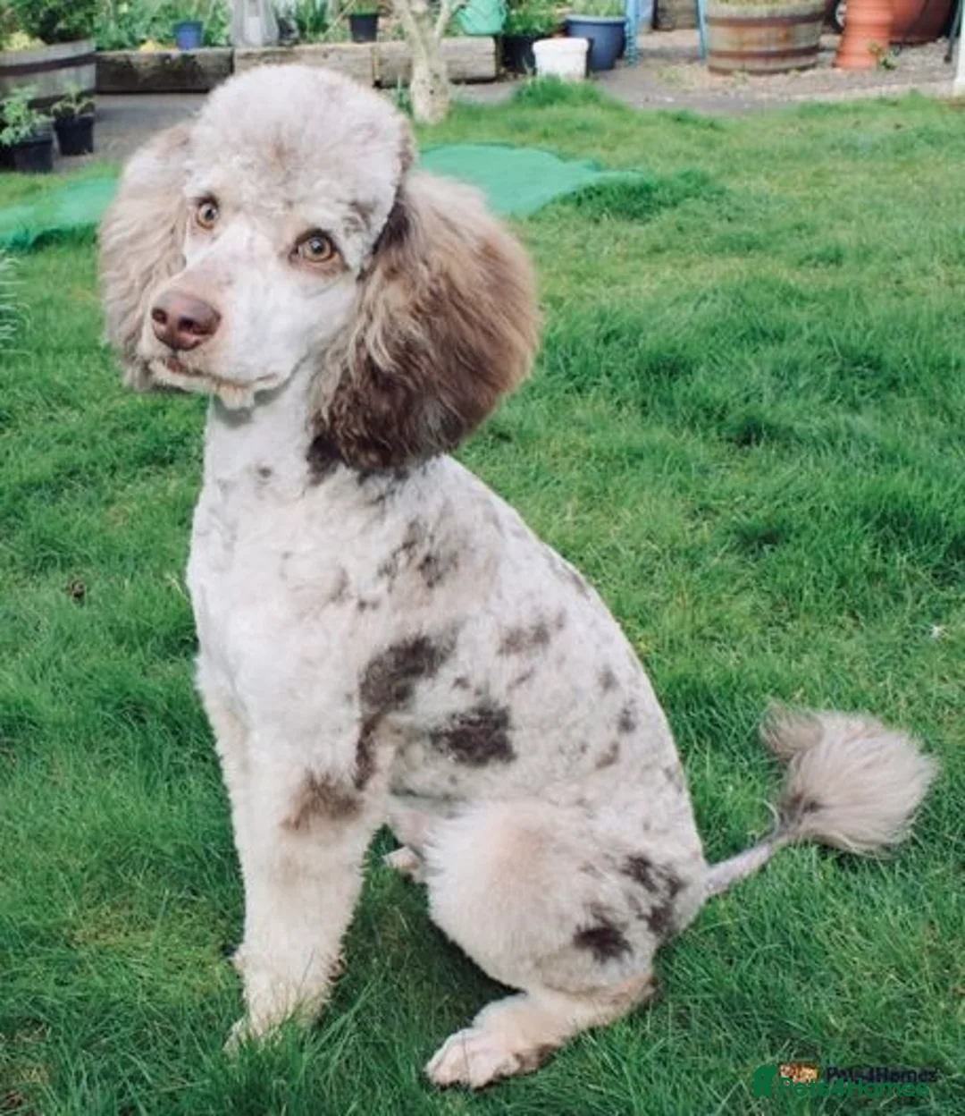 Miniature Poodle dogs for stud: Chocolate Merle mini poodle  in Durham - Advert 1