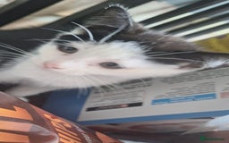 Mixed Breed cats for sale: 2 kittens one male one female - Image 7