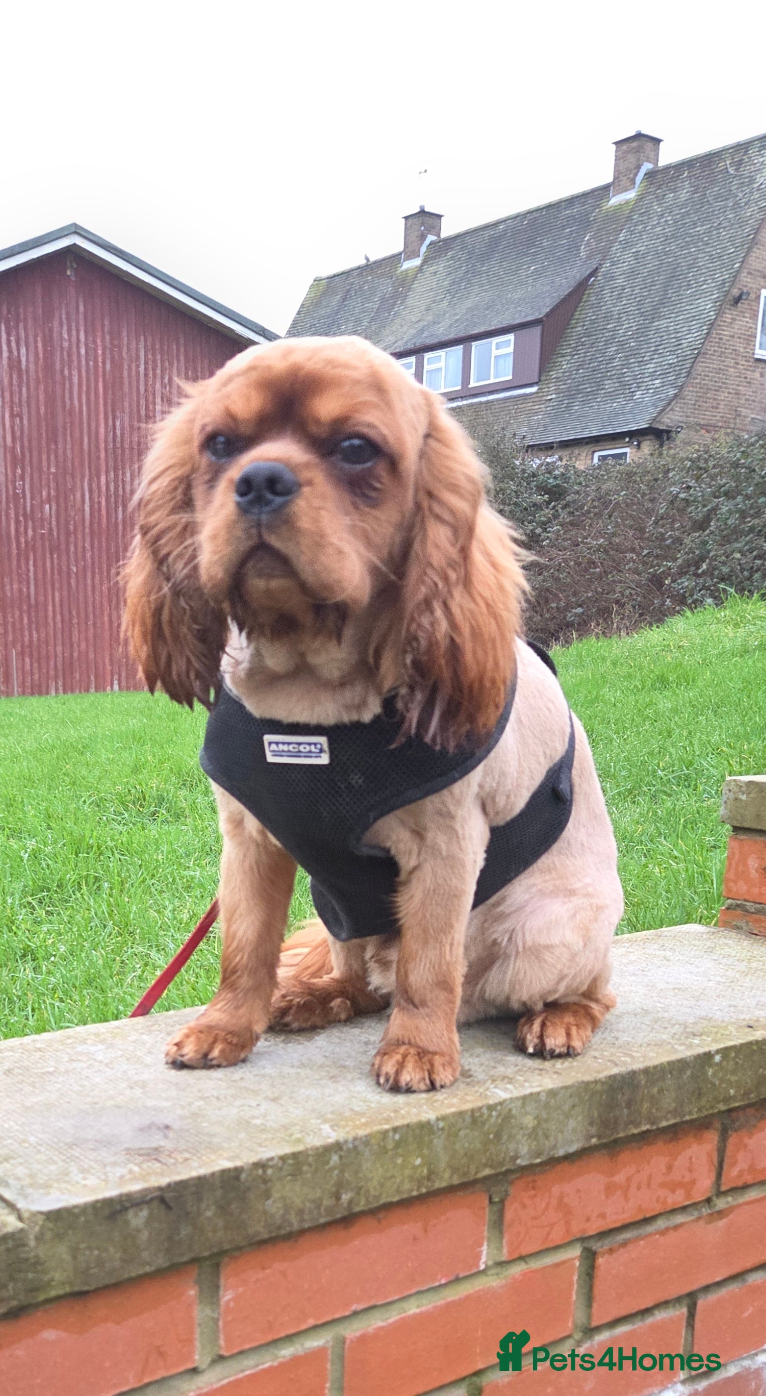 Cavalier King Charles Spaniel dogs Extensively health tested ruby STUD - Advert 19