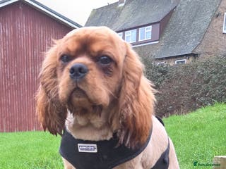 Cavalier King Charles Spaniel dogs Extensively health tested ruby STUD - Advert 19