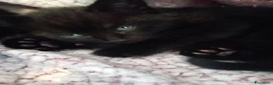 Mixed Breed 1