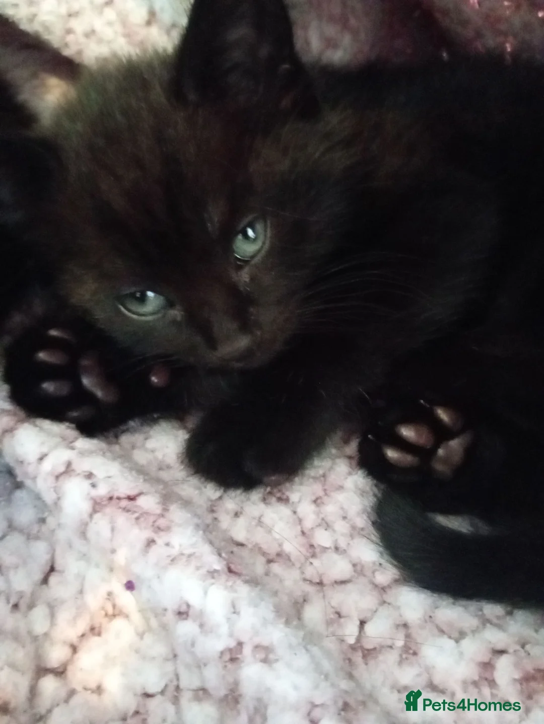 Mixed Breed cats for sale: 1 girl and 1 boys back kittens  - Advert 5