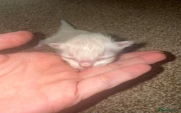 Ragdoll cats for sale: Ragdoll kittens🐈 - Image 5