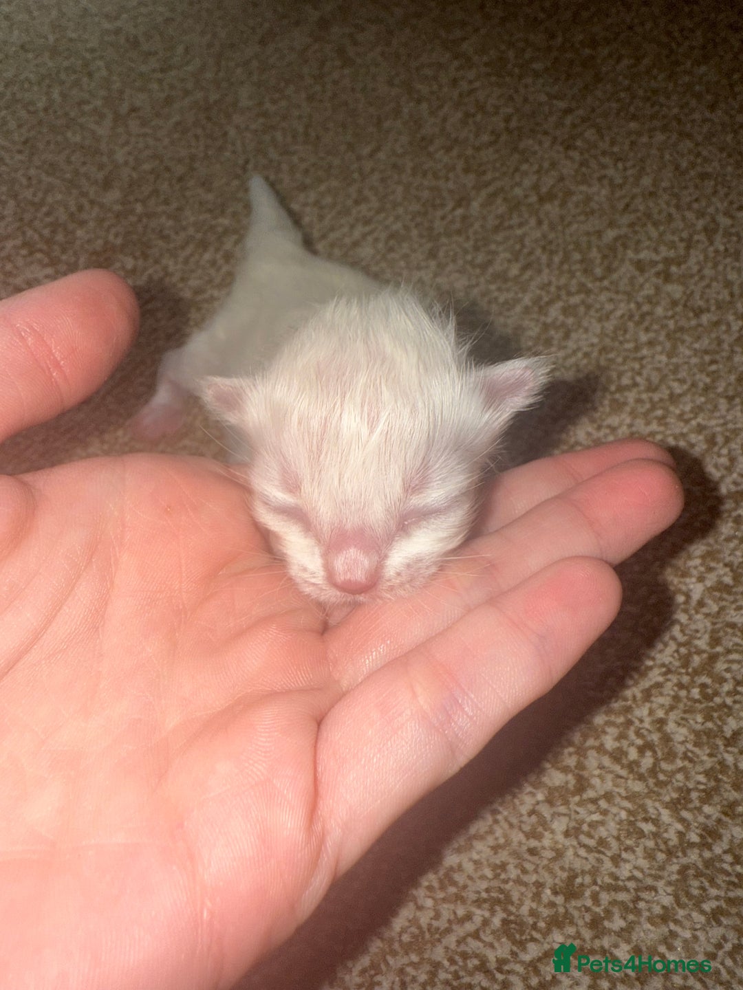 Ragdoll cats for sale: Ragdoll kittens🐈 - Image 5